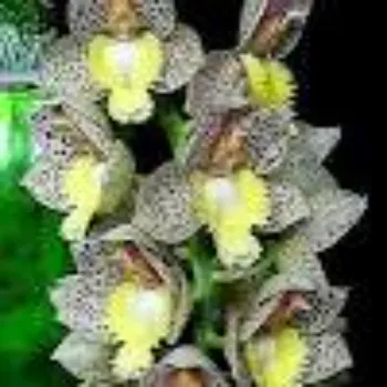 Fresh Orchids Flower